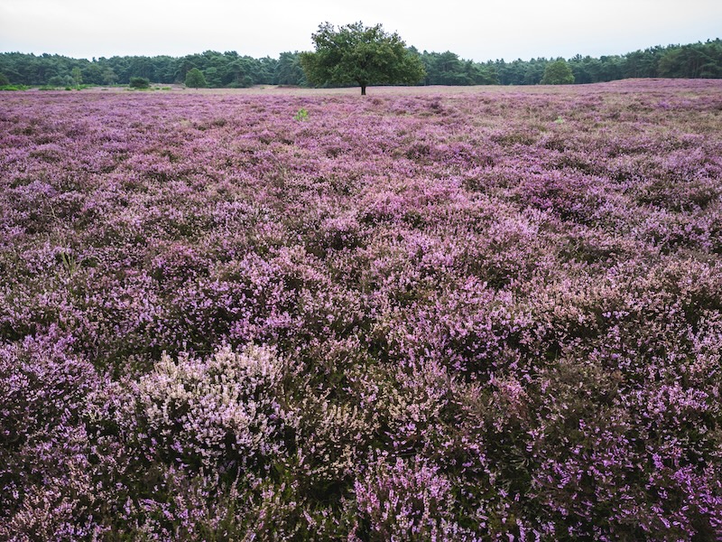 Hilversum Noord-Holland – Heide landschap voor moorddiner en dinerspel nabij Amsterdam